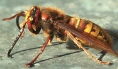 MONTANARO - Bimba punta da due calabroni portata in ospedale: polemiche in paese