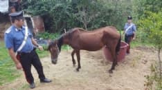CORIO - Sette cani e un cavallo maltrattati: intervengono i carabinieri