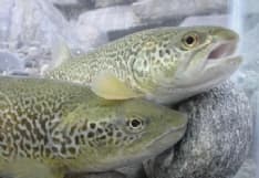 LOCANA - Un'oasi protetta per salvare la trota marmorata dall'estinzione