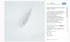 PARCO GRAN PARADISO - L'ermellino bianco ottiene più di 1 milione di «mi piace» su Instagram