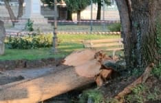 SAN GIUSTO CANAVESE - Il temporale ha devastato i cedri del libano di fronte alla chiesa - FOTO
