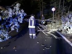 CANAVESE - Raffiche di vento in tutta la zona, diversi alberi abbattuti. Al lavoro i vigili del fuoco - FOTO