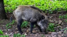 VAUDA CANAVESE - «Tagliare i confini del parco indebolisce il controllo dei cinghiali»