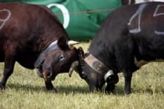 TAVAGNASCO - Arriva la finale del Campionato «Incontri tra Reines»