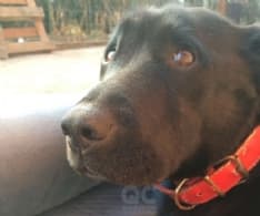 CERESOLE-CUORGNE' - Il cane disperso torna a casa dopo otto mesi: la sua storia diventa un libro