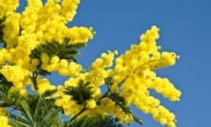 CIRIE' - Una raffica di iniziative ed eventi per la Festa della Donna