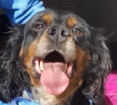 LEINI' - Incatenato dentro una gabbia, il cane Jolly salvato dalle Guardie zoofile - FOTO e VIDEO