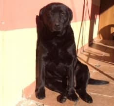 CERESOLE - AAA Cercasi volontari per salvare Dana