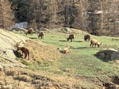 CERESOLE REALE - Zero turisti a causa del coronavirus, gli stambecchi sono ovunque - VIDEO