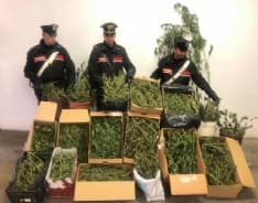 DROGA IN CANAVESE - In aumento consumo e produzione: in un anno più che raddoppiati gli arresti