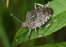 CANAVESE - Invasione delle cimici: puzze insopportabili e danni alla frutta