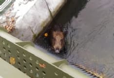 BAIRO - Cinghiale cade nel canale Caluso: salvato dai pompieri - VIDEO