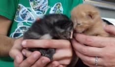 CASTELLAMONTE - Gattini abbandonati nel bosco: appello urgente per salvarli