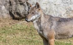 VILLAREGGIA - Lupo avvistato alle porte del paese. Il Comune: «Evitiamo iniziative private avventate»