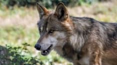 ATTACCHI DEI LUPI - Per il 2021 a bilancio 300 mila euro per il risarcimento dei danni