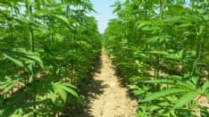 CANAVESE - Parere favorevole in commissione alla coltivazione della canapa