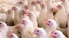 CANAVESE - Polli infetti dall'influenza aviaria: partono le misure di sicurezza dell'Asl To4