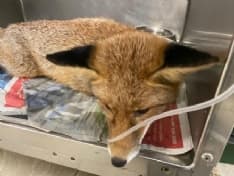 SPARONE - Resta incastrata nel muro di una fabbrica dismessa: salvata una volpe - FOTO