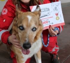 STRAMBINO - Un successo l'operazione Zampa Amica - FOTO