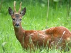 ALLARME INCENDI - Legambiente: «Sospendiamo subito la caccia»