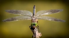 MEUGLIANO - Una giornata al lago alla scoperta delle libellule
