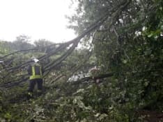 CANAVESE - Tromba d'aria abbatte alberi in diversi Comuni: interventi a raffica per i vigili del fuoco - FOTO