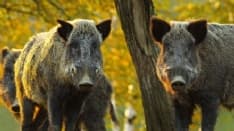 CANAVESE - Parte la raccolta firme contro i cinghiali: «La Regioni fermi questa specie invasiva»