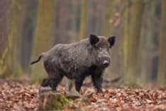 CANAVESE - Allarme cinghiali, Coldiretti Torino e Città Metropolitana d'accordo: la Regione deve assumere più guardiacaccia