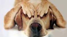 CUORGNE' - Il sindaco invita a limitare i petardi la notte di Capodanno