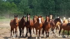 LEINI' - Ladri di fieno in azione, colpita «La terra dei cavalli» che aiuta gli animali in difficoltà