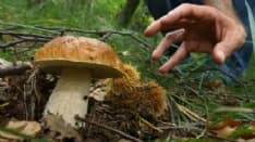 CASTELNUOVO NIGRA - Bimbo di sei anni raccoglie fungo: multato