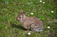 BORGARO - Cattura le mini lepri nel parco: denunciato bracconiere