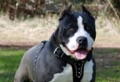 FRONT CANAVESE - Non sarà soppresso il pitbull che sabato scorso ha aggredito i proprietari nel cortile di casa