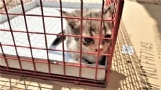 RIVAROLO - Gattino incastrato nel motore di un furgone al mercato del sabato: salvato