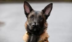 CUCEGLIO - 61enne lega i cani all'Ape e li trascina sull'asfalto: bloccato e denunciato