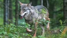 CHIVASSESE - Ovini predati: confermata la presenza di una lupa italiana. Nessun pericolo per l'uomo