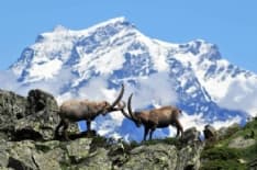 LOCANA-CERESOLE-NOASCA - Gemellaggio tra le scuole del Parco nazionale Gran Paradiso e del Parc national de la Vanoise
