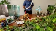 VAL DI CHY - Scoperta coltivazione illegale di marijuana in un garage: 43enne arrestato dai carabinieri - FOTO
