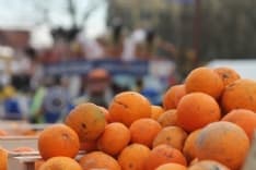 CARNEVALE DI IVREA - Nove mila quintali di arance pronte per la battaglia - FOTO e VIDEO
