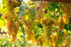 CALUSO - Erbaluce: si prevede un'ottima vendemmia favorita dalle alte temperature. Si parte anche in anticipo