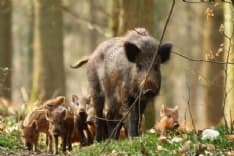 CANAVESE - Approvate le nuove norme sul contenimento dei cinghiali