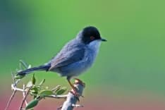CANAVESE - La Riserva naturale dei Monti Pelati nei siti «Natura 2000» protetti dall'Unione Europea - FOTO