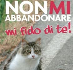 FELETTO - Gatto fatto scendere da un'auto e abbandonato lungo la 460