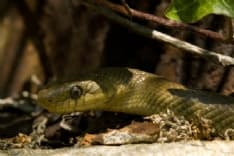 IVREA - Un serpente nascosto nell'auto parcheggiata: salvato dagli agenti della Città metropolitana - VIDEO
