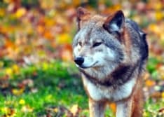 CANAVESE - I lupi attaccano un gregge in montagna: sette capre sbranate. Allevatori in allarme