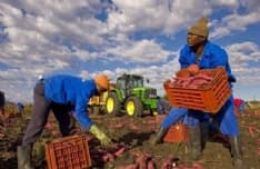 TORINO E CANAVESE - Prorogati i permessi di soggiorno per i lavoratori stranieri stagionali
