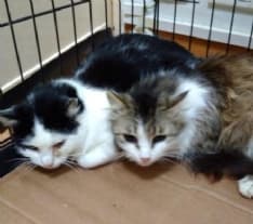 RIVARA - Due gatti abbandonati dentro un sacco e lasciati sotto la pioggia