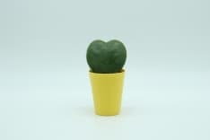 RIVAROLO - Una piantina grassa per aiutare i bimbi cardiopatici