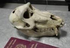 CASELLE - Viaggia in aereo con il cranio di una scimmia nel bagaglio