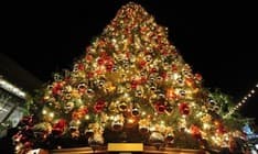 RIVARA - L'albero di Natale più alto d'Europa è in Canavese